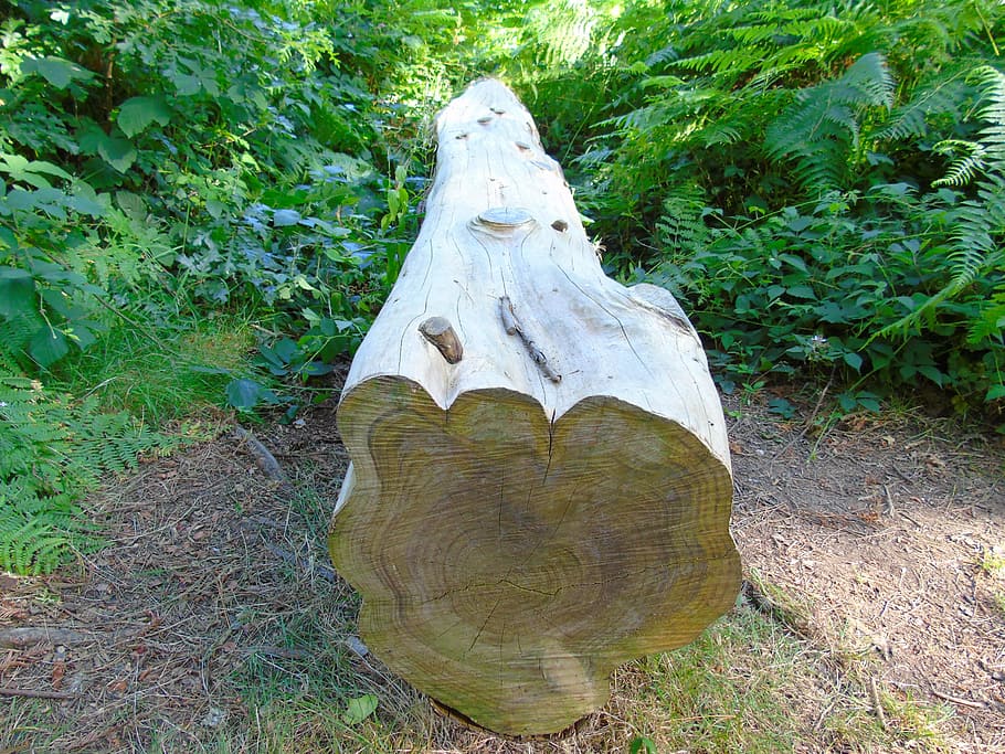 tree, trunk, forest, wood, nature, lumber, timber, natural HD wallpaper