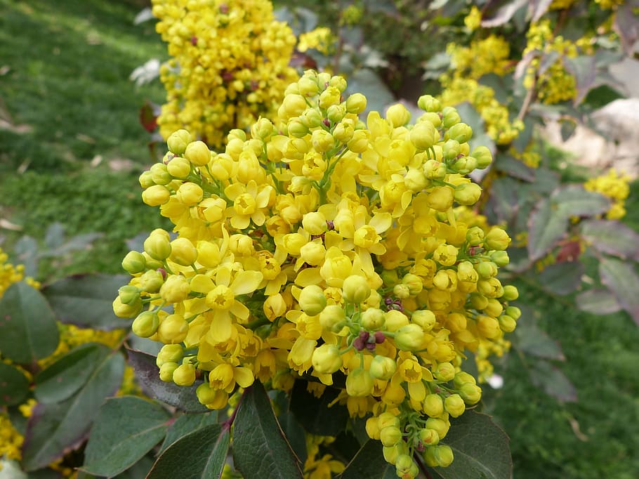 flowers, spring, yellow, bright, nature, yellow flowers, spring flowers HD wallpaper