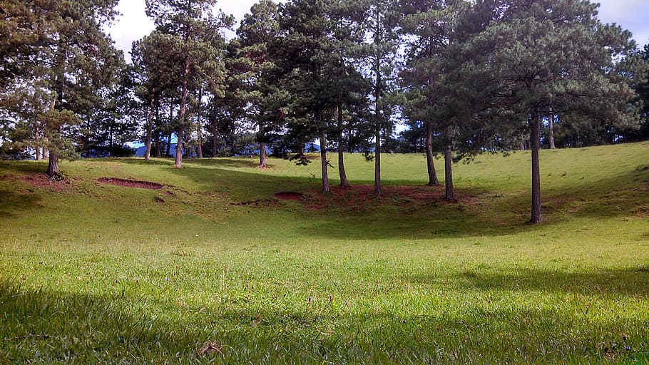 landscape, tree, grass, plant, growth, tranquility, green color HD wallpaper