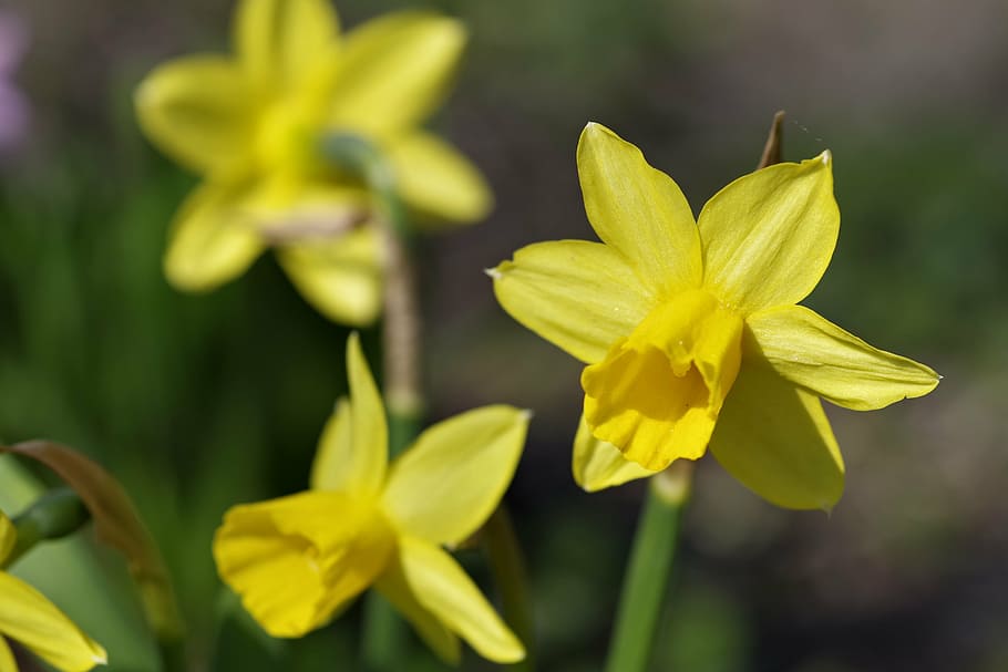 daffodils, flower, spring, garden, sunny, yellow, plant, decoration HD wallpaper
