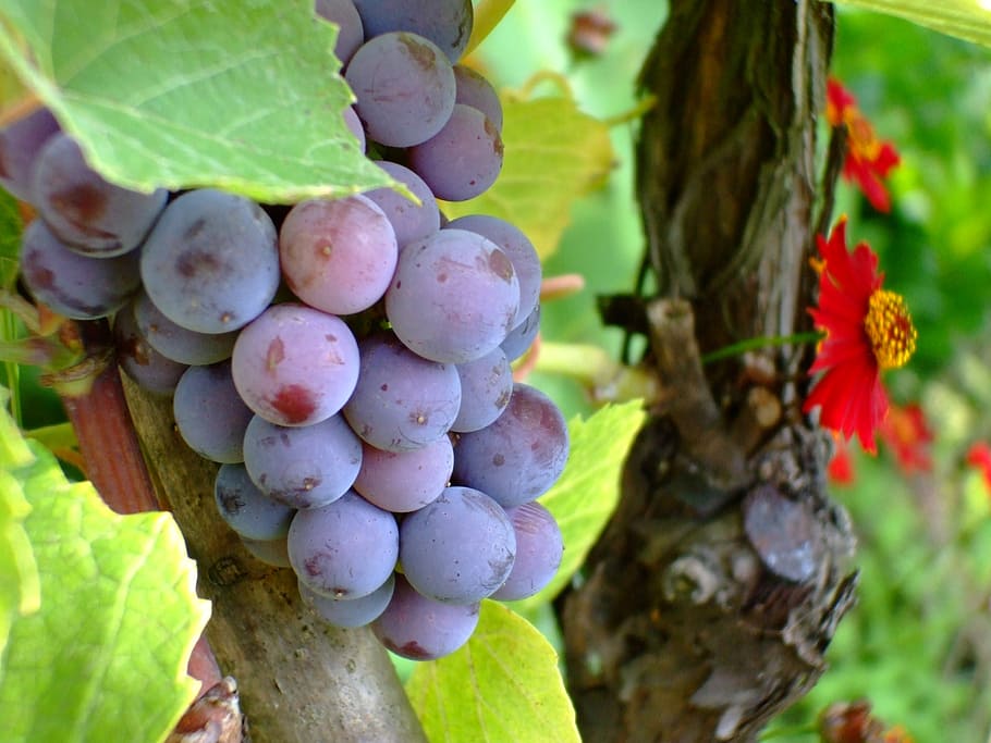 purple grape, fruit, autumn, growth, healthy eating, food, food and drink HD wallpaper