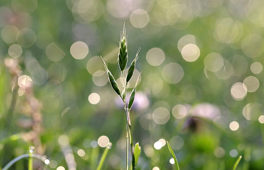 rosa, grass, blade, glow, dawn, morning, green, nature, drops HD wallpaper