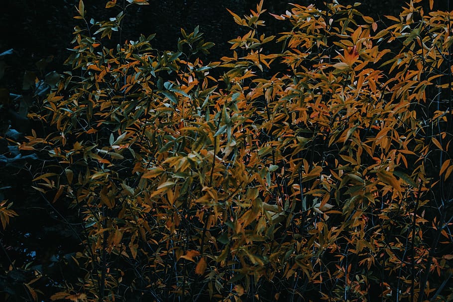 closeup photo of brown and green leafed plants, yellow plants HD wallpaper