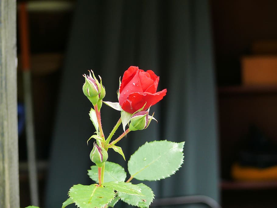 rose, flowers, red, bloom, plant, beauty in nature, flowering plant HD wallpaper