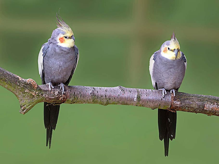two grey-and-yellow birds perched on branch, cockatiel, pet, popular