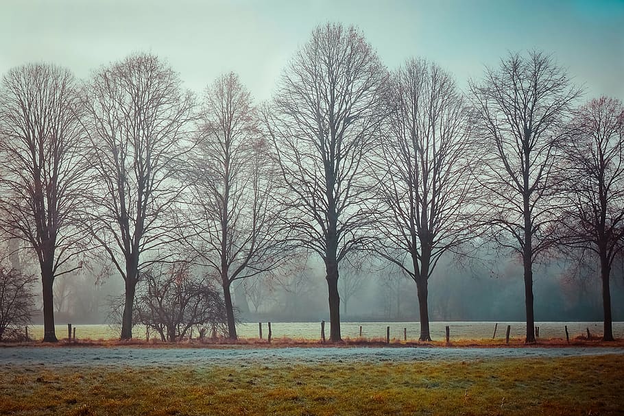 landscape photo of leafless tree on grass field, fog, nature, HD wallpaper