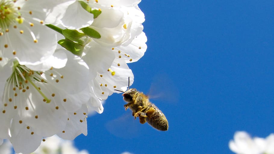 yellow and black hornet flying beside white flower during day time, shallow focus photography of honeybee hovering near white flower HD wallpaper