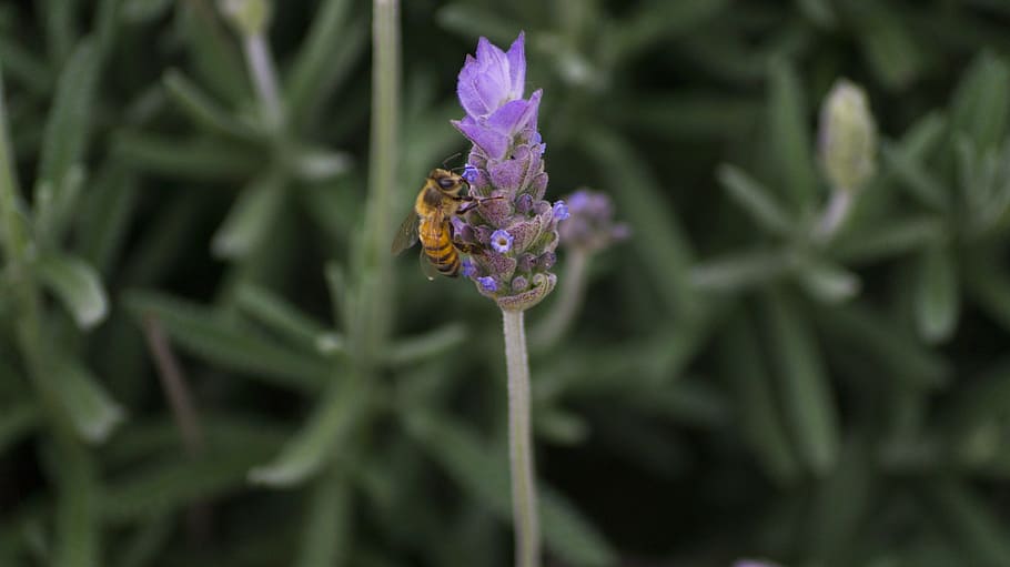 flower, bee, insect, nature, honey, garden, green, macro, nectar HD wallpaper