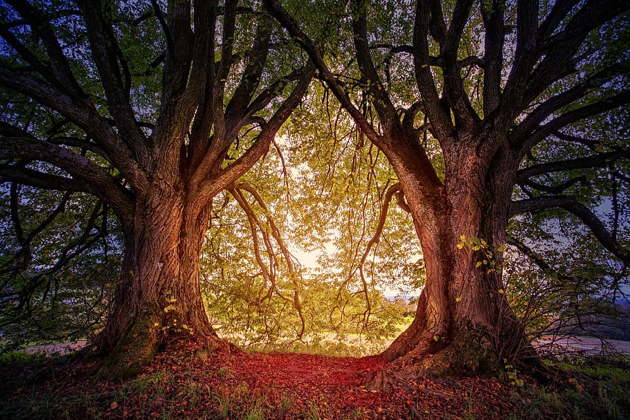 green leafed trees, nature, hill, heart, light, glow, leaves HD wallpaper