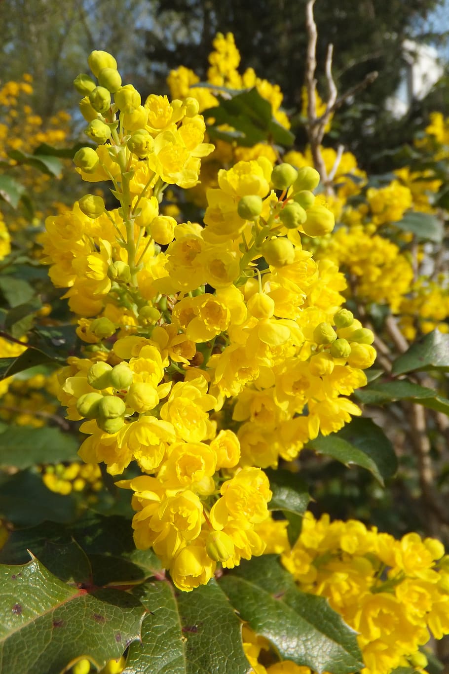 flower, yellow, nature, bush, mahonia aquifolium, berberitzengewächs, HD wallpaper
