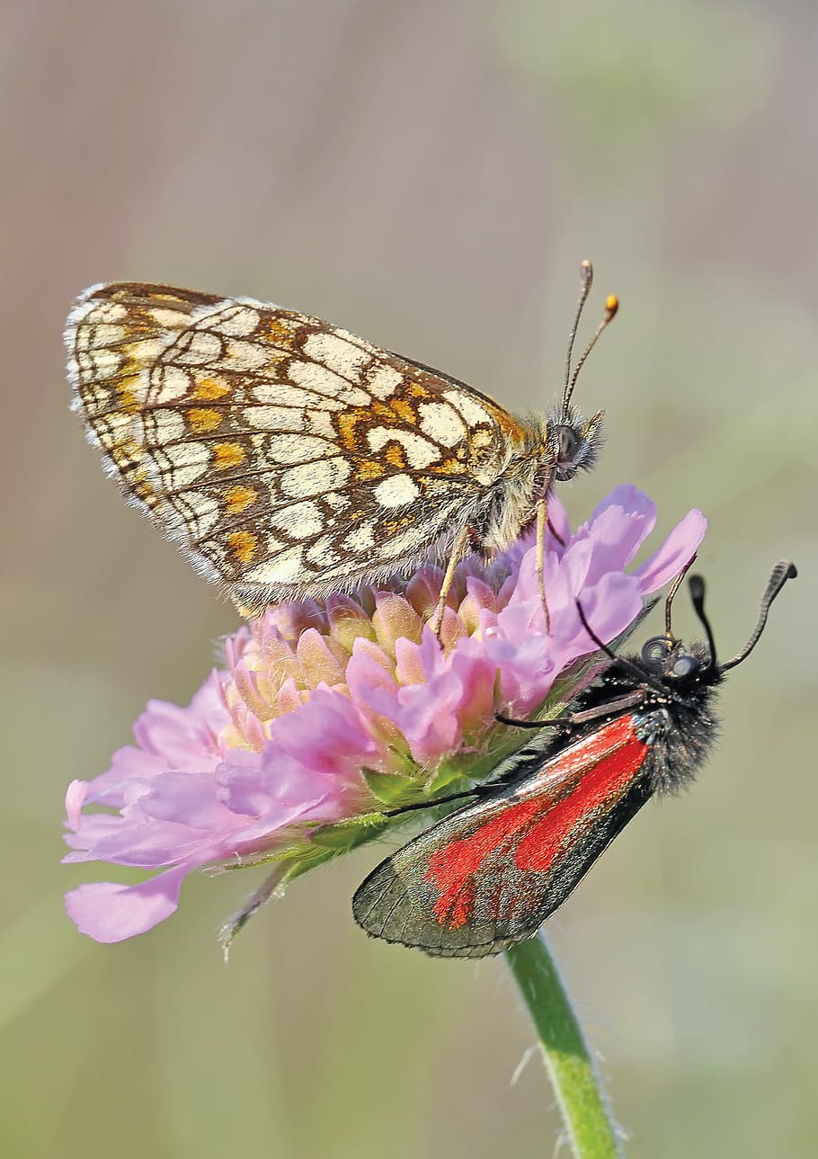 two red, brown, and gray moths perched on purple petaled flower in close-up photography HD wallpaper