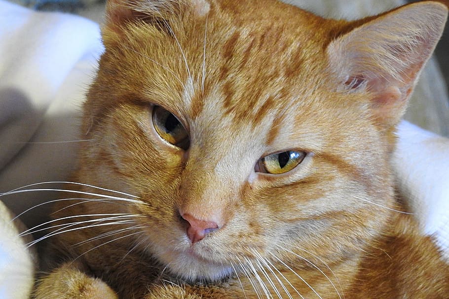animals, charming, cat, fur, rudy, feline, pets, domestic, mammal HD wallpaper