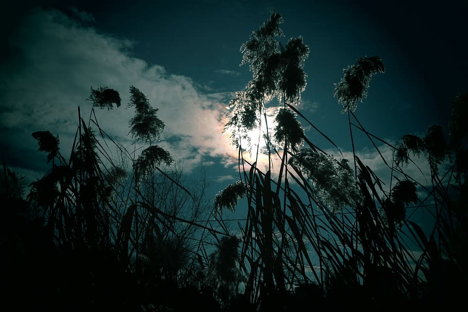 nature, silhouetted, tree, water, sky, plant, cloud - sky, low angle view HD wallpaper