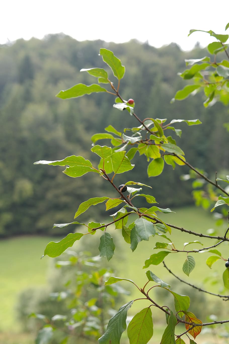 Leaves, Branches, Tree, Rhamnus Frangula, frangula alnus, rhamnus frangula l HD wallpaper
