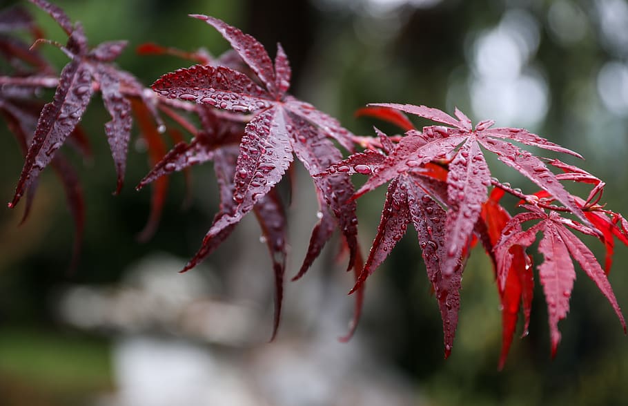 maple leaf, japan maple, red leaf, acer palmatum, japan garden, HD wallpaper