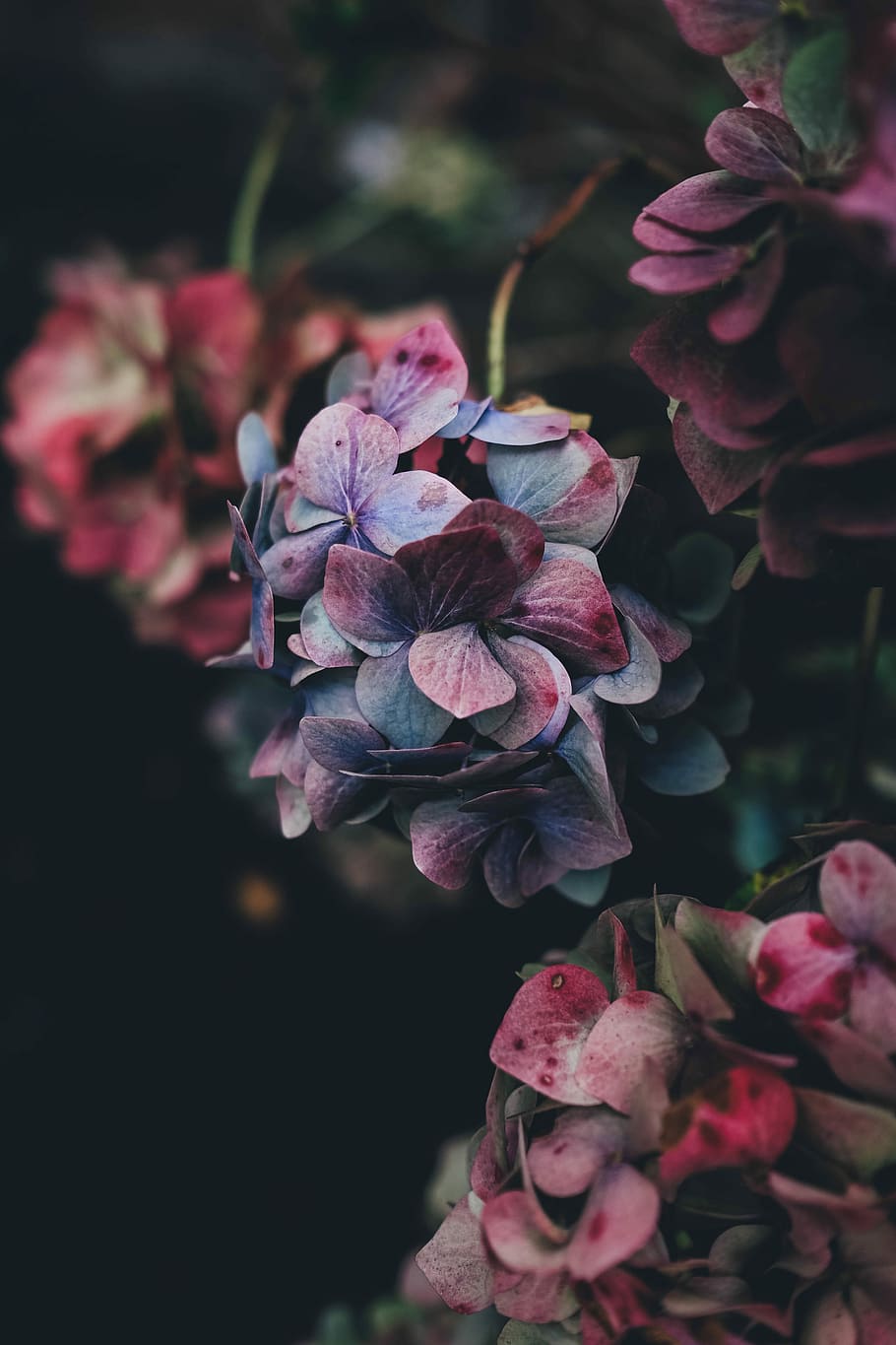 selective photography of purple petaled flowers, red and green leaves on plant HD wallpaper