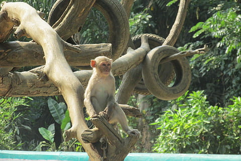 monkey, tree, zoo, myanmar, burma, yangon, travel, attraction HD wallpaper