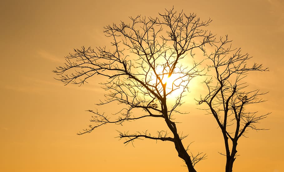 Silhouette of Tree at Sunset, alone, backlit, branches, morning HD wallpaper
