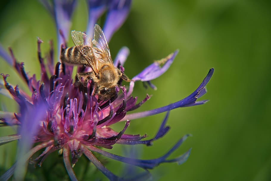 cornflower, bee, blue, blossom, bloom, summer, plant, wild flower HD wallpaper