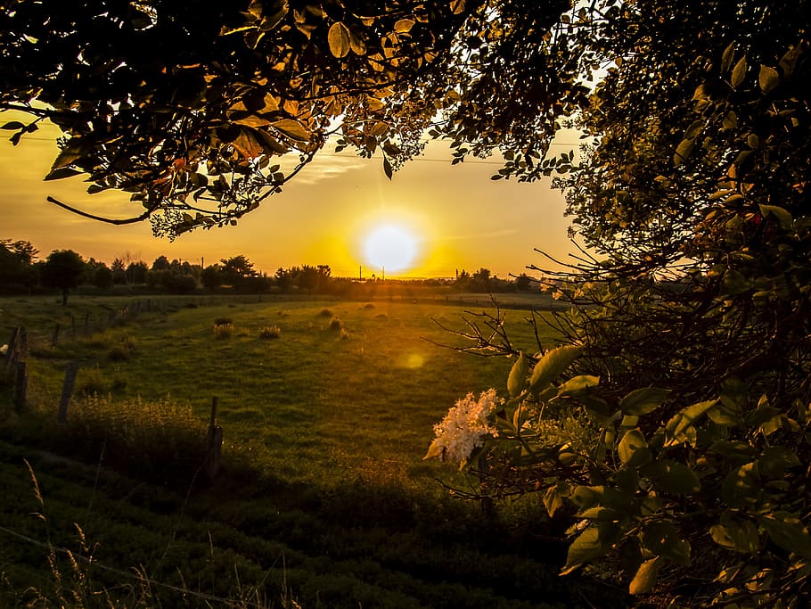 Sunset, Twilight, Landscape, Nature, tree, rural Scene, outdoors HD wallpaper
