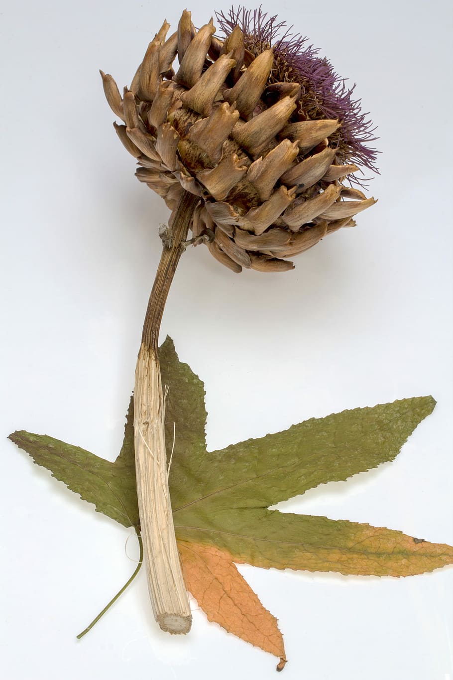 Thistle, Dry, Leaf, Amber, Tree, amber tree, studio shot, white background HD wallpaper