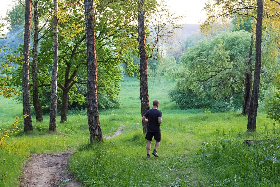 running, runner, charging, morning, evening, forest, nature HD wallpaper