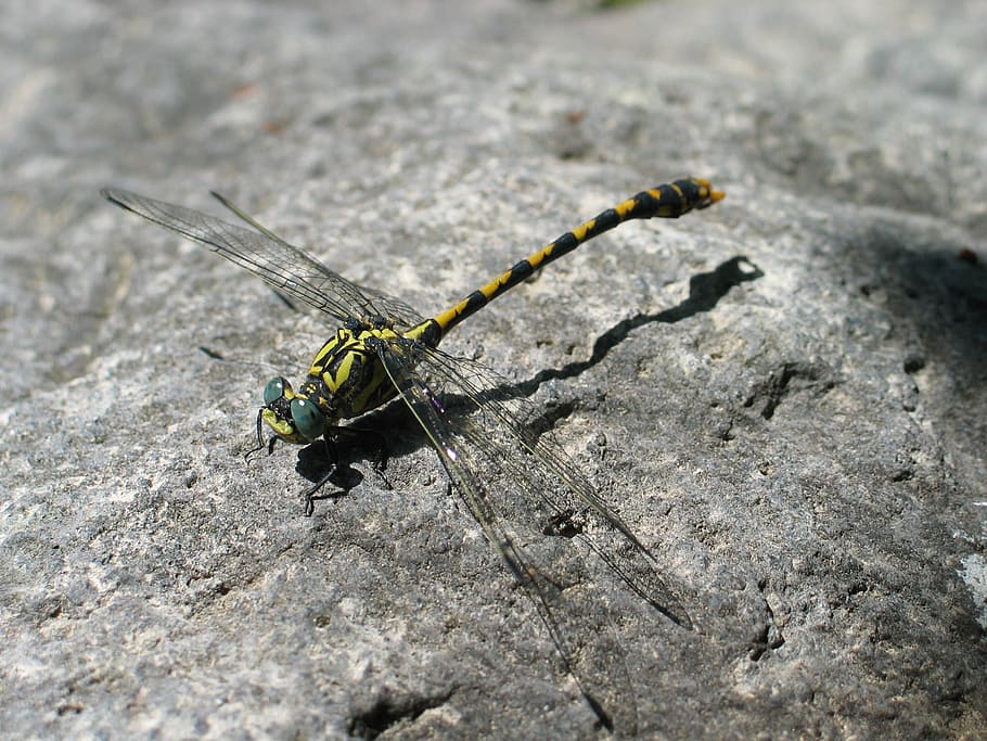 dragonfly, bug, fauna, wing, nature, yellow, black, rock, stone HD wallpaper