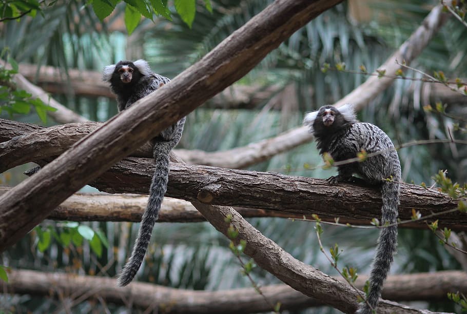 gray monkey, monkeys on tree branch, wild, woodland, animal wildlife HD wallpaper