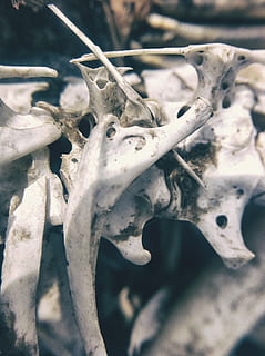 bone, bones, skeleton, anatomy, anatomical, zoology, dead, death HD wallpaper
