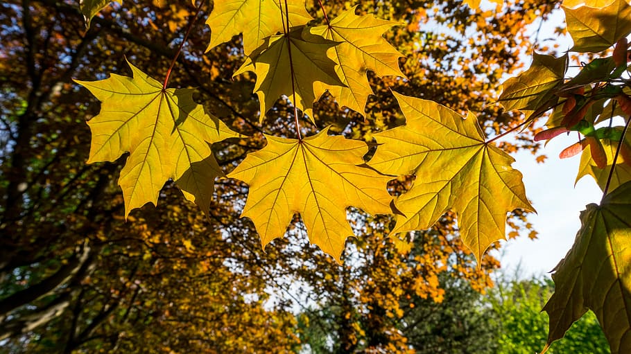 leaf, autumn, maple, nature, season, color, light shadow, plant part HD wallpaper