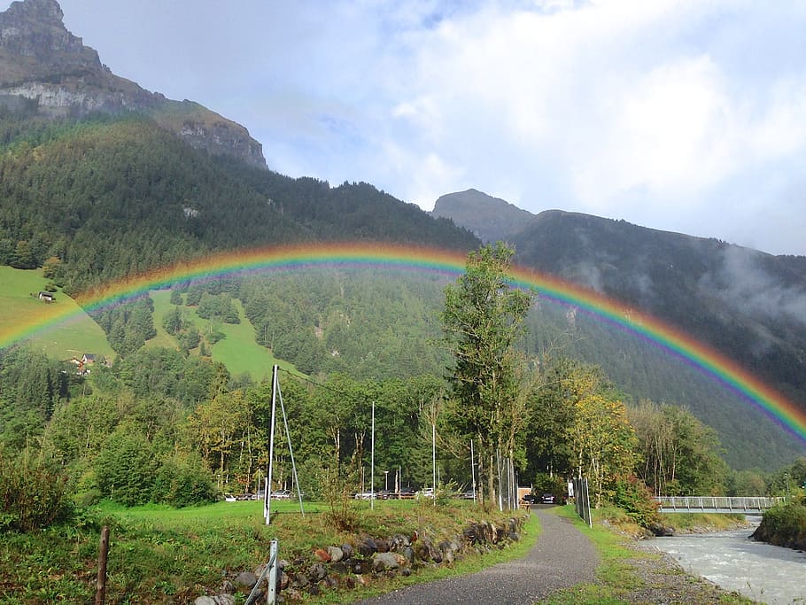 trees under the rainbow toward mountain at daytime, landscape HD wallpaper