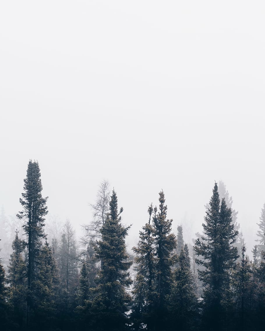 green pine trees under fog, nature, forest, woods, smoke, haze HD wallpaper