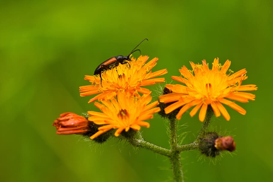 yellow, flowers, bug, insect, plant, nature, spring, summer HD wallpaper