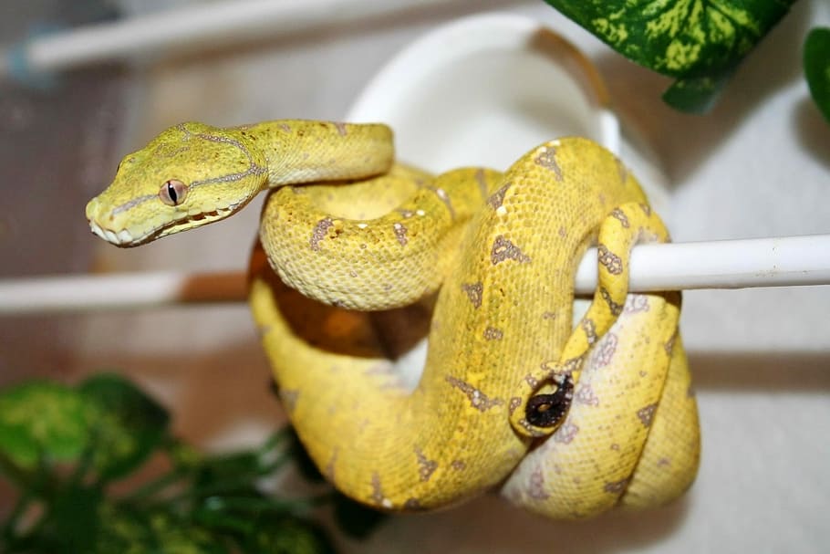 Australian Green Tree Python, Python, snake, captive bred, yellow, HD wallpaper