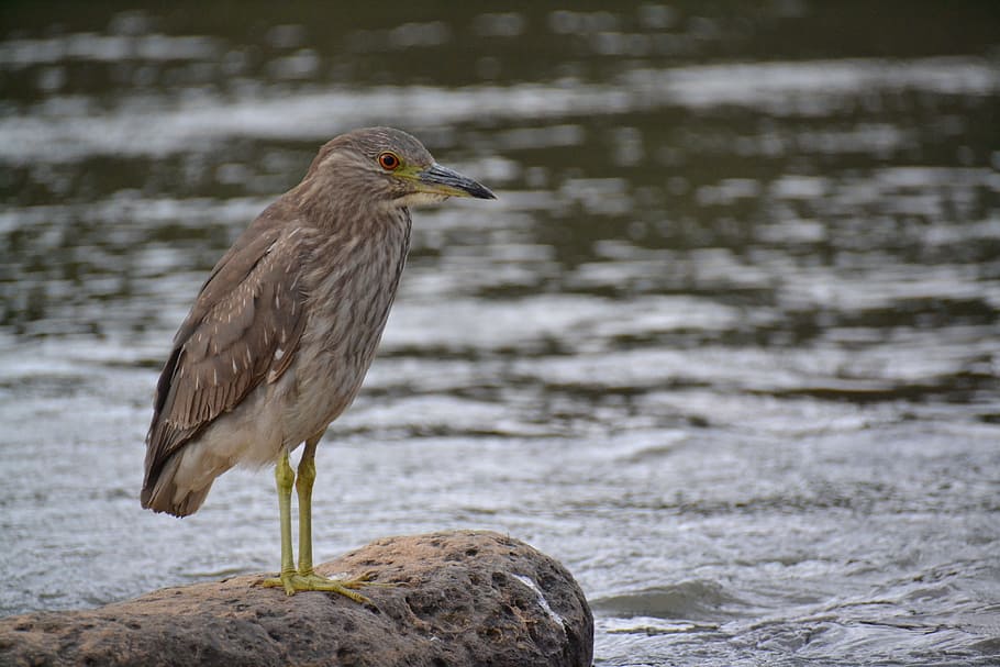birdie, rio, stone, animal, animals in the wild, vertebrate HD wallpaper