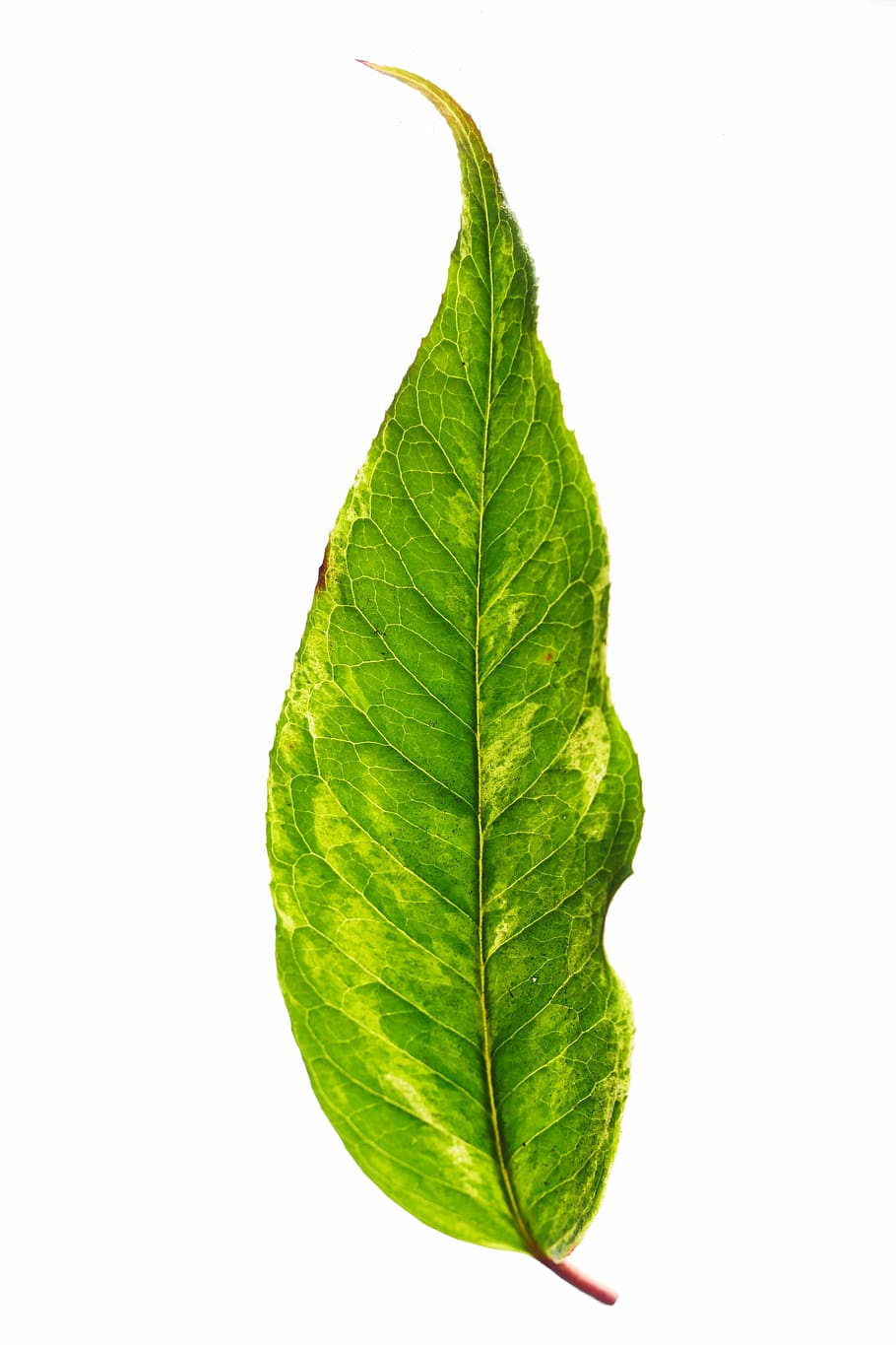 leaf, nature, growth, flora, ecology, botanical, garden, macrophotography HD wallpaper