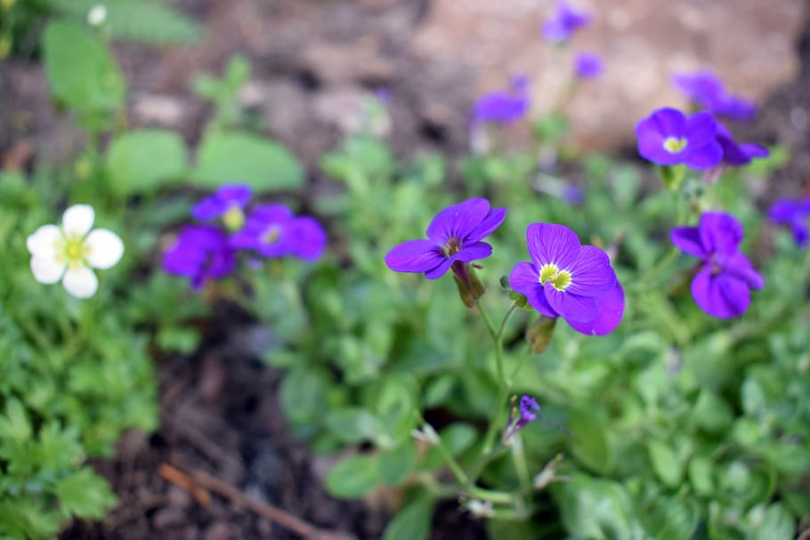 flower, bourdon, bud, forage, insect, garden, summer, foraging HD wallpaper