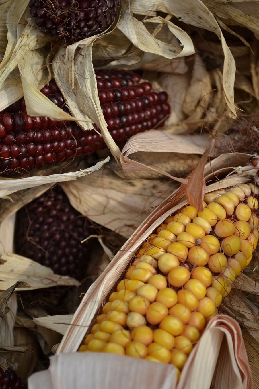 corn, autumn, fall, harvest, maize, food, vegetable, agriculture HD wallpaper