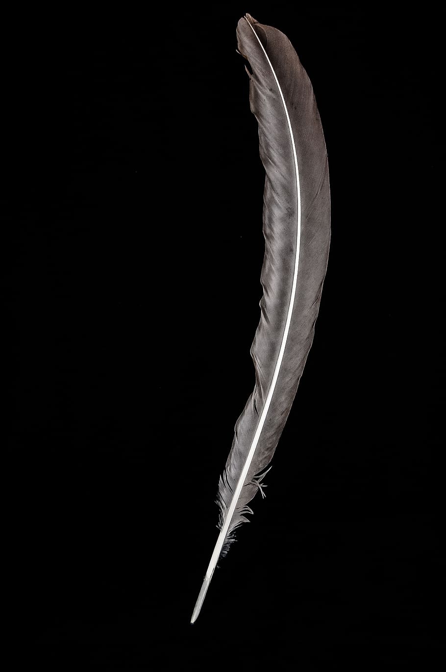 pen, writing, bird, fly, copy space, no people, feather, black background HD wallpaper