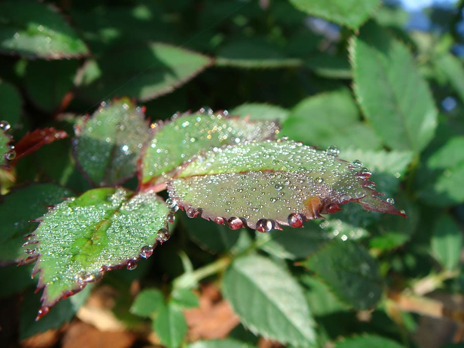Flora, Nature, Dew, green color, leaf, day, plant, growth, plant part HD wallpaper