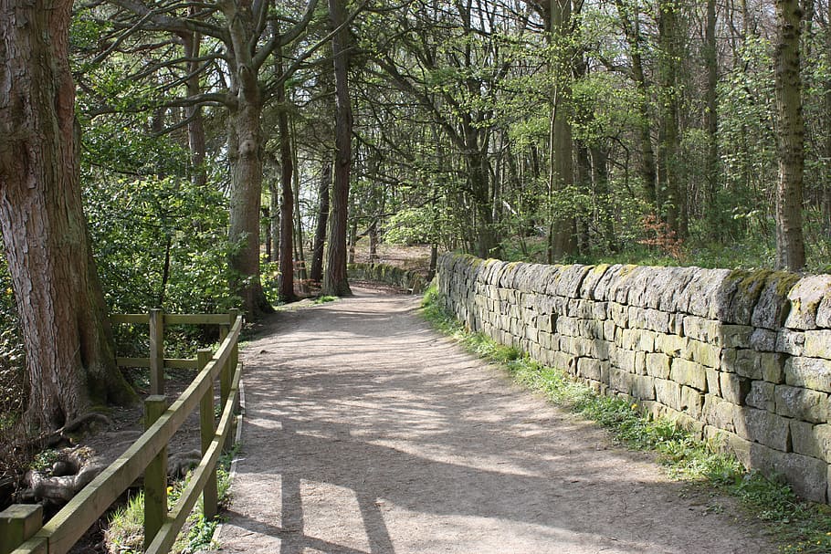 path, woods, footpath, nature, outdoors, trail, tree, plant HD wallpaper