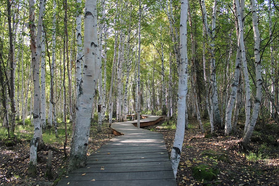 birch trees, path, nature, forest, green, white, wood, direction HD wallpaper
