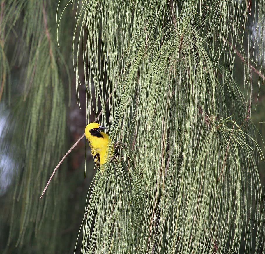 bird, yellow, yellow bird, nature, feather, one animal, animals in the wild HD wallpaper
