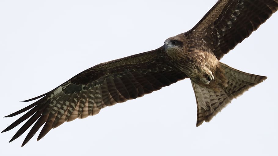 bird, raptor, eagle, wildlife, hawk, animal, animal themes HD wallpaper