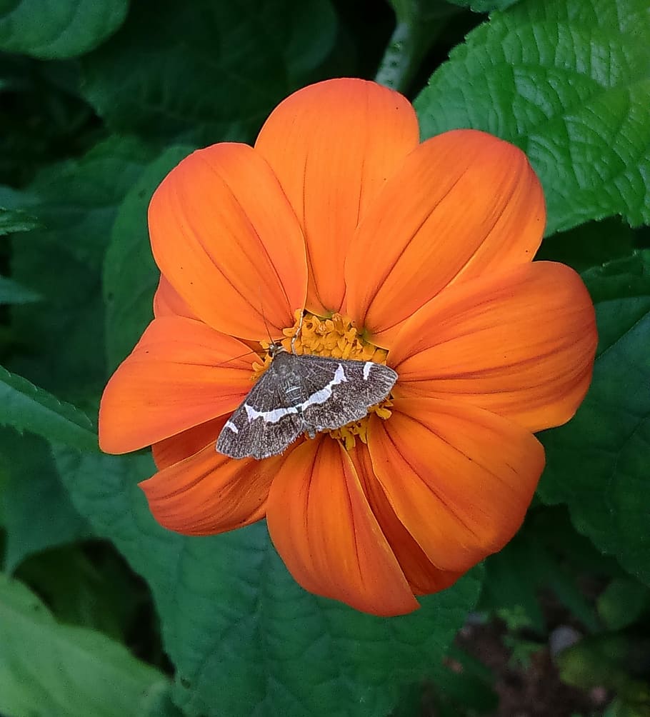 Moth, Butterfly, Insect, flower, mexican sunflower, tithonia HD wallpaper