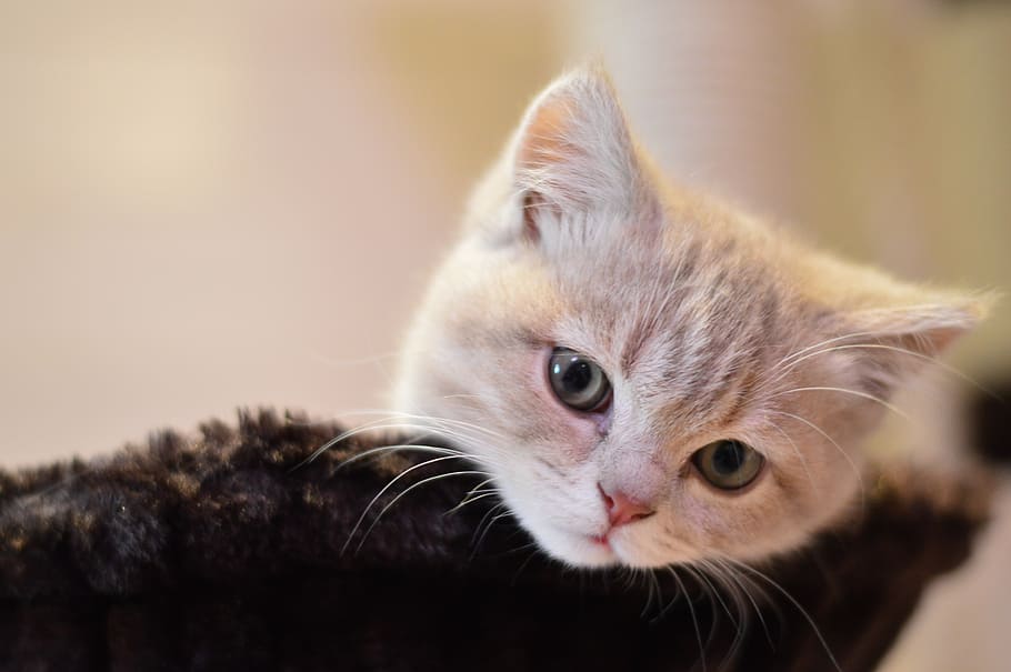orange cat on black fur, cute, kitty, pets, mammal, domestic HD wallpaper