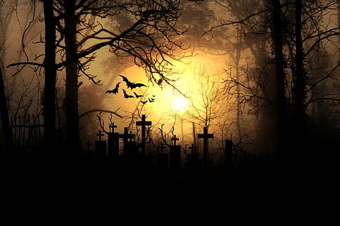 cemetery tomb and trees silhouette, moonlight, night, horror HD wallpaper