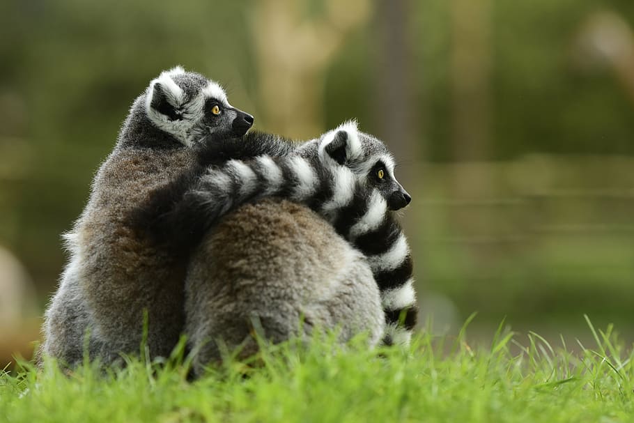 lemur, young, monkey, protect, green grass, striped tail, animals HD wallpaper