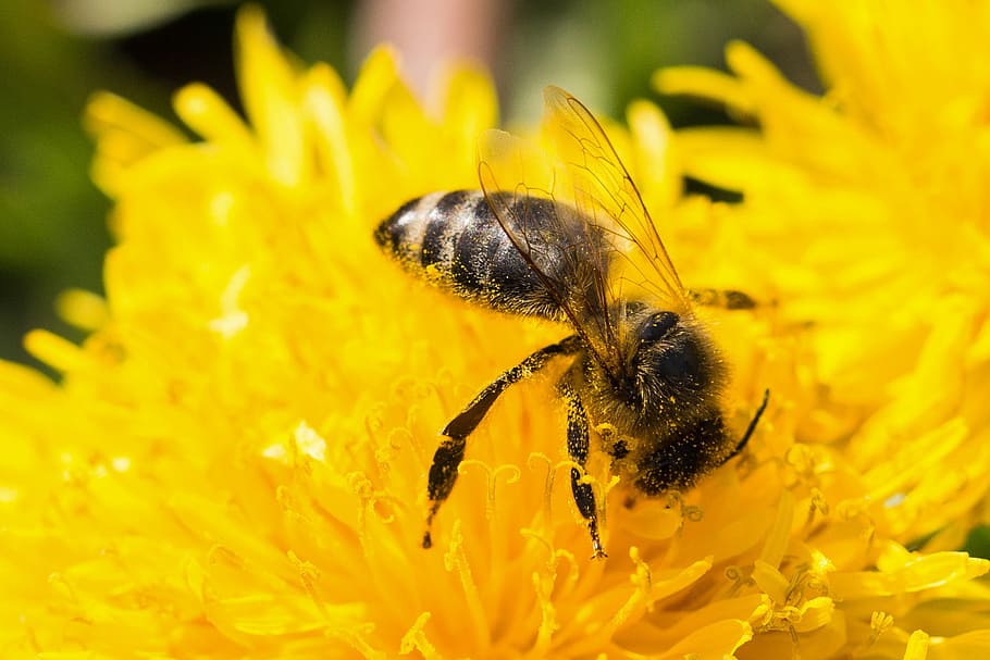 bee, dandelion, pollen, macro, blossom, bloom, yellow, pollination HD wallpaper