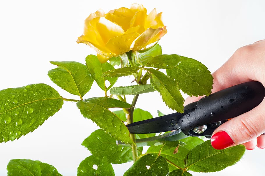 person cutting yellow rose stem by pruning sheers, garden, gardening